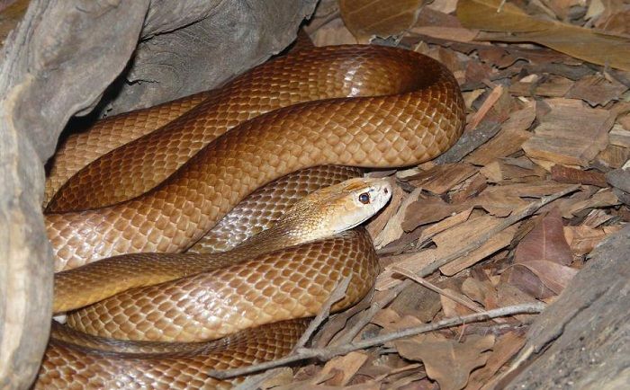 La-serpiente-Inland-Taipan