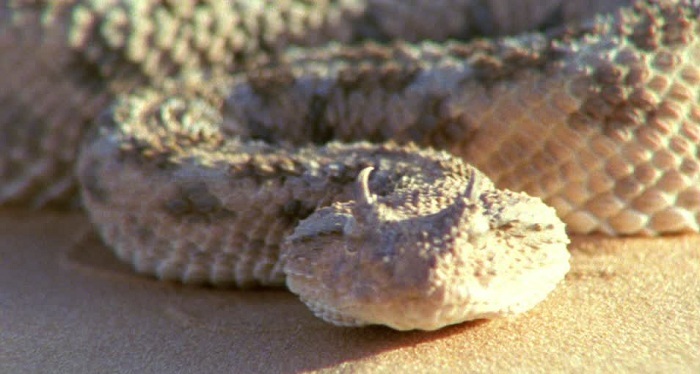 La serpiente cornuda de mar (horned sea snake)
