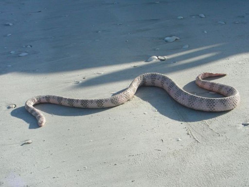 La-serpiente-de-mar-Dubois