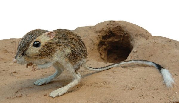 rata-canguro-del-desierto