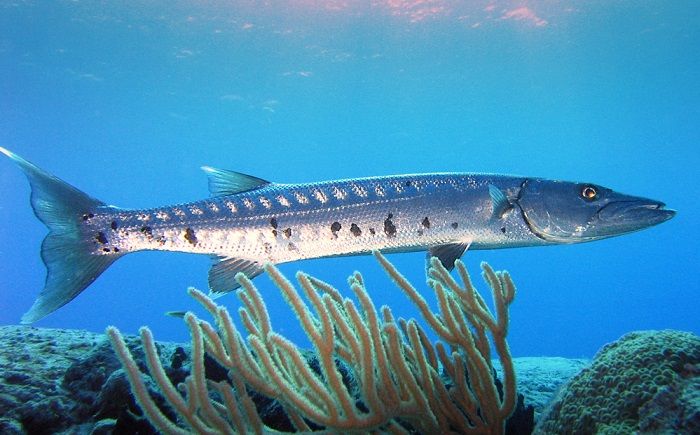barracuda-habitat