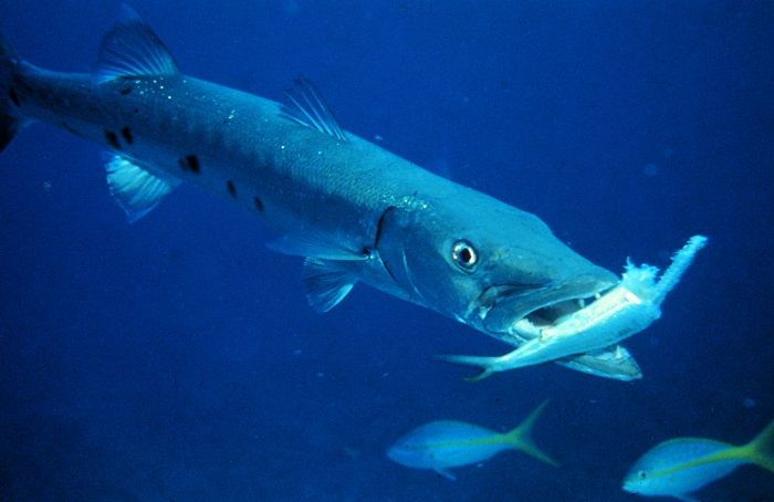 barracuda-presa-alimentacion