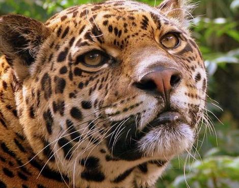 jaguar-3
