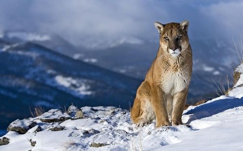 leon-de-montana