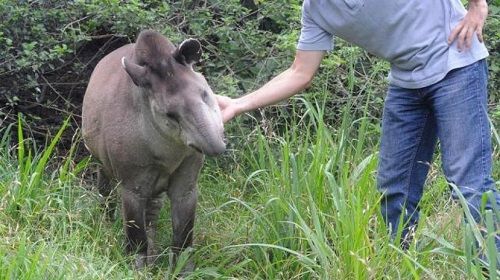 tapir-y-seres-humanos