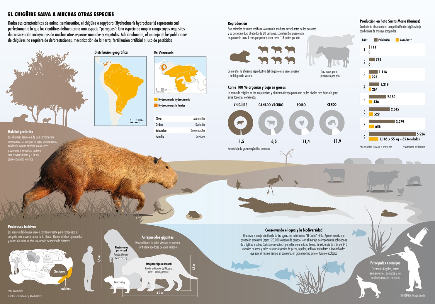 infografia-chiguire-carpicho-capibara