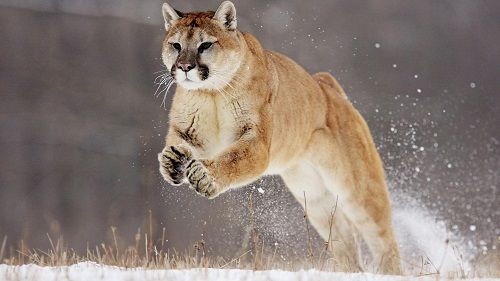 leon-de-montana-puma-pantera