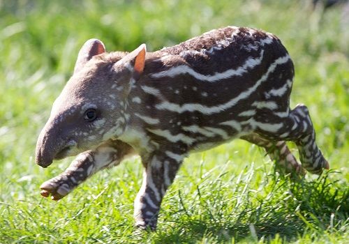tapir-bebe