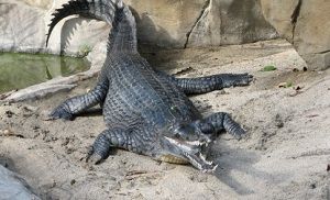 Gavial-de-Ganges