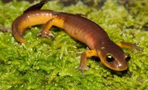Salamandra-sin-pulmones