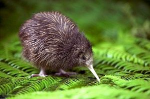 ave-Kiwi