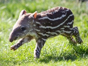 Cría-de-tapir