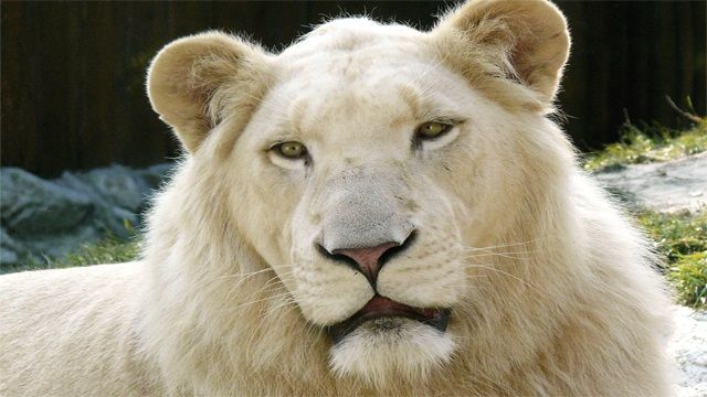 Leon-Blanco