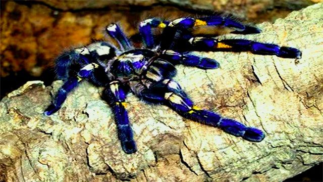 Tarantula-Gooty