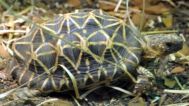 Tortuga-Geometrica