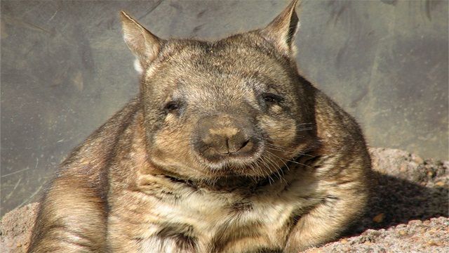 Wombat-de-Nariz-Peluda