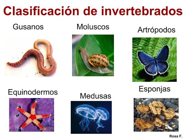 clasificación-de-animales-invertebrados