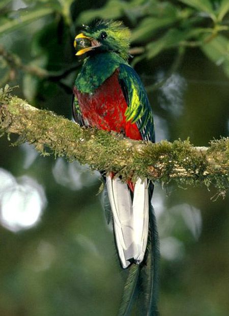 El quetzal