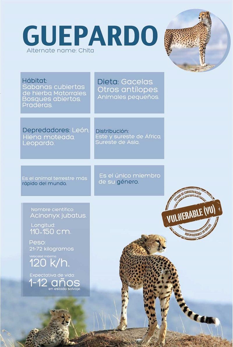 Infografía Sobre la Chita o Guepardo