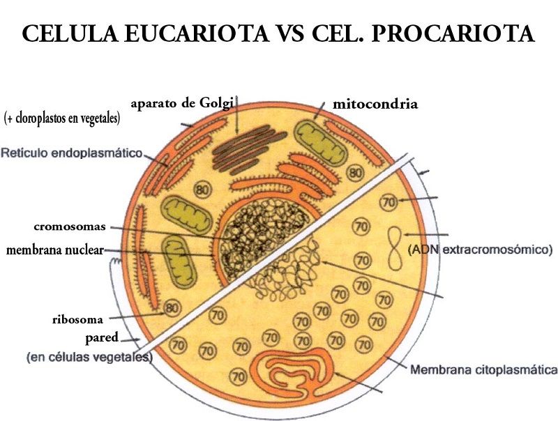 Diferencias entre células eucariotas y procariotas