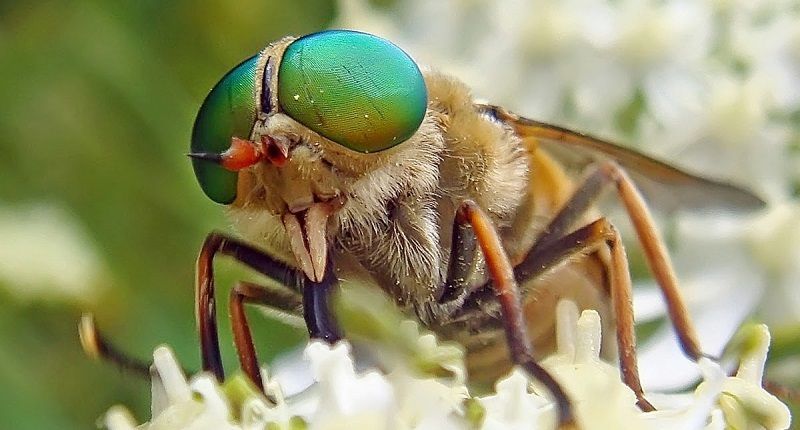 Mosca Tábano